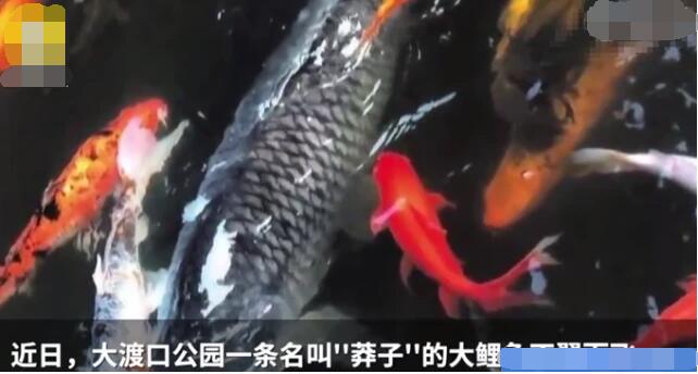 重庆“明星鱼”被偷，明星鱼”莽子“被四名不法分子吃掉