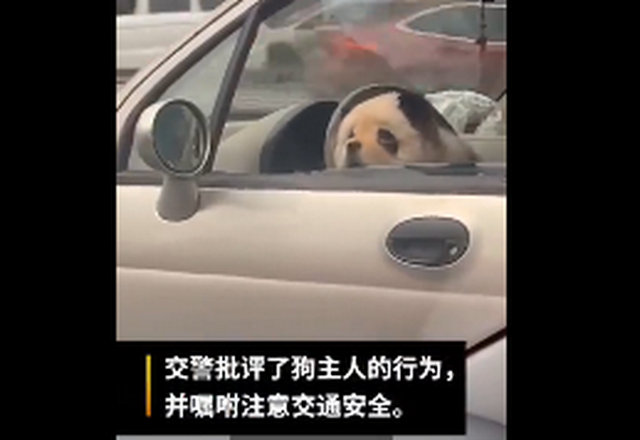 乐山带熊猫狗逛街，坐副驾驶被举报网友直呼“太像了”