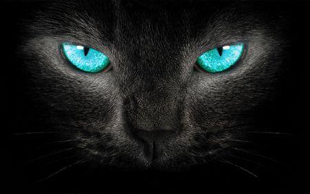 纯黑猫进家有什么预兆，要做些什么？猫主动来家中会有好运还是厄运？