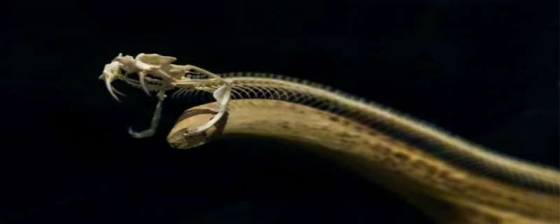 蛇有两个繁殖器官吗，​蛇有骨头吗