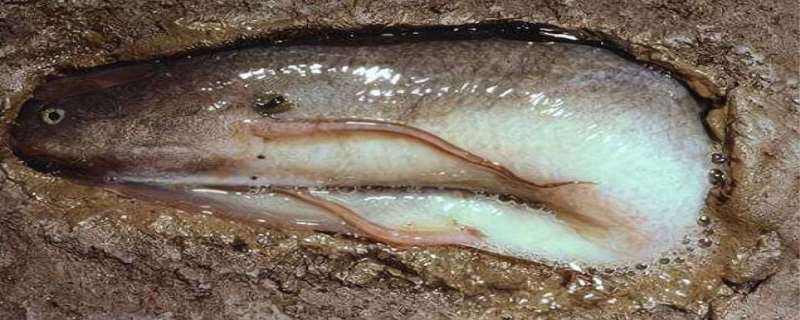 非洲肺鱼能吃吗 非洲肺鱼可以在土里活多久