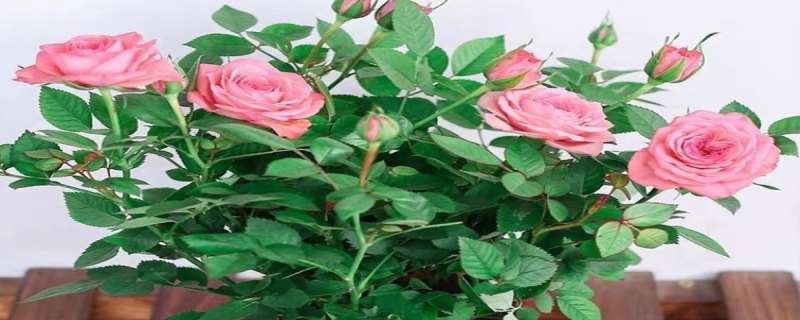 玫瑰和月季的区别，玫瑰和月季哪个好养