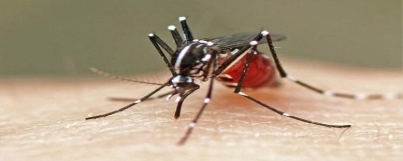 蚊子最怕什么气味，蚊子的寿命有多长