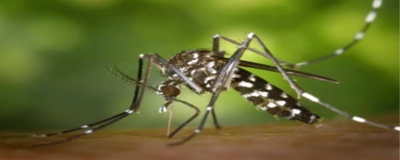 蚊子最怕什么气味，蚊子的寿命有多长
