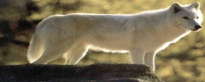白狼,白狼是几级保护动物