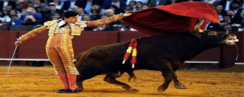 西班牙斗牛为什么要把牛杀死  西班牙斗牛为什么用红色布