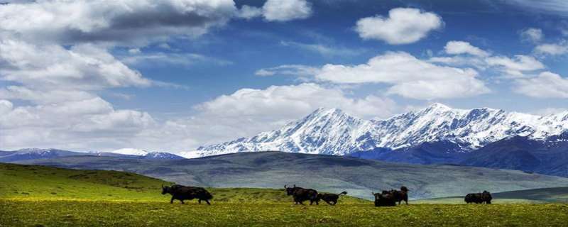 世界上最高大最年轻的高原是 世上面积最大高原是哪个高原