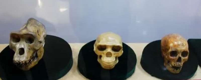 第一个北京人头盖骨是谁发现的，北京人头盖骨现在在哪