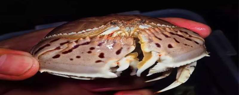 馒头蟹和面包蟹的区别，馒头蟹为什么会抱着母蟹