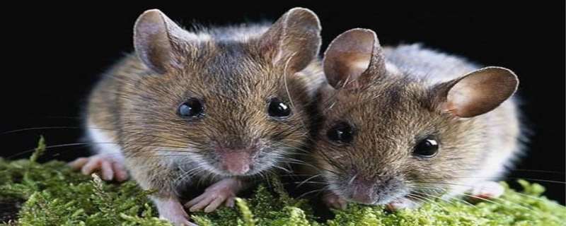 老鼠的寿命一般多长时间  老鼠害怕什么