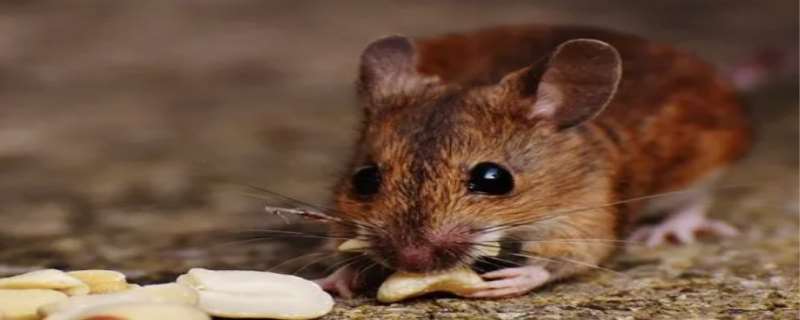 耗子和老鼠是不是一种动物  耗子尾汁是什么