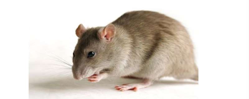 耗子和老鼠是不是一种动物  耗子尾汁是什么