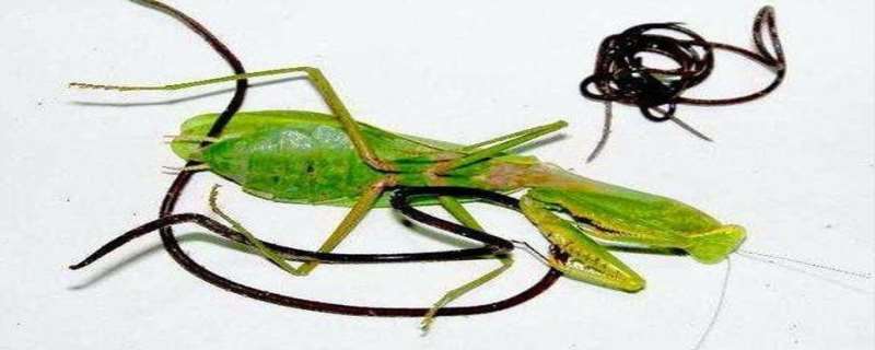 螳螂肚子里的铁线虫是什么东西  螳螂为什么要吞掉自己的配偶