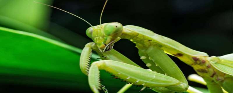 螳螂肚子里的铁线虫是什么东西  螳螂为什么要吞掉自己的配偶