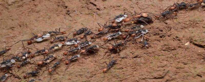 沙漠行军蚁真的存在吗  行军蚁与其他蚂蚁的最大区别