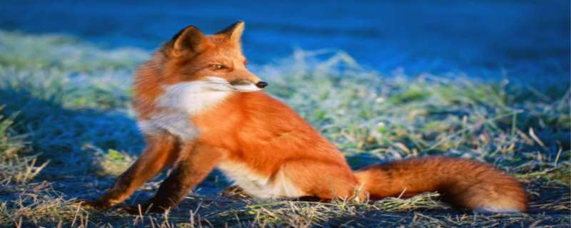 狐狸是国家保护动物吗  狐狸是猫科动物还是犬科