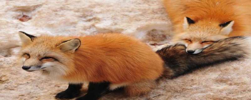 狐狸是国家保护动物吗  狐狸是猫科动物还是犬科