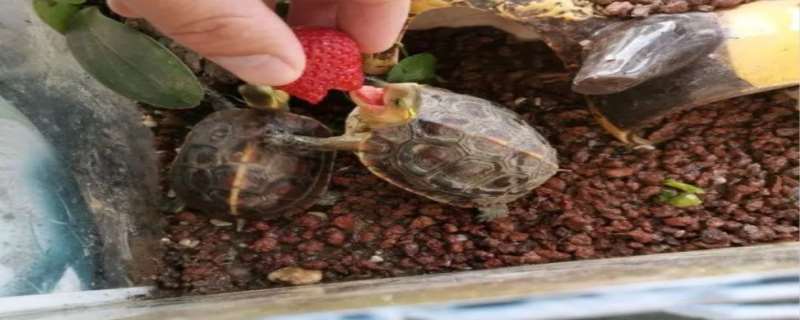 养龟为什么不能养双 养乌龟风水上有什么作用