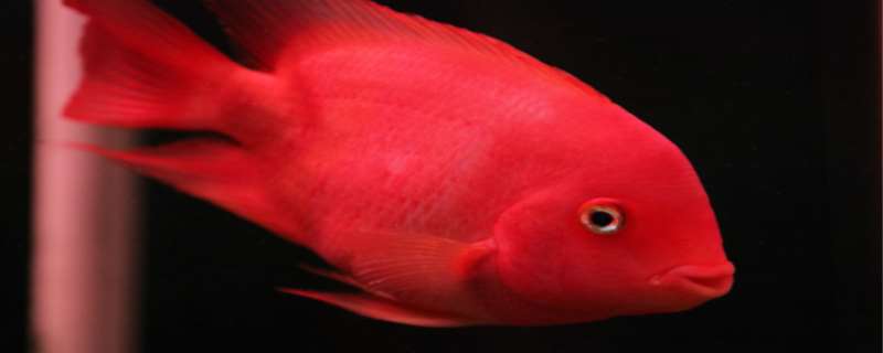 红鹦鹉鱼变白了怎么办  红鹦鹉鱼身上发黑是什么原因