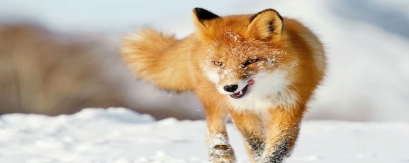 狐狸为什么不能随便养,狐狸可以当宠物养合法吗
