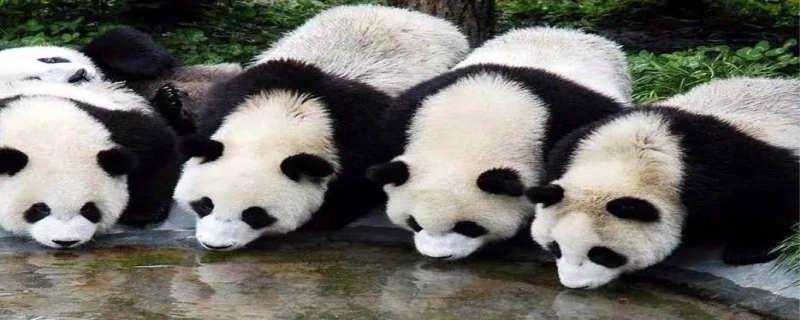熊猫吃什么 熊猫吃肉吗