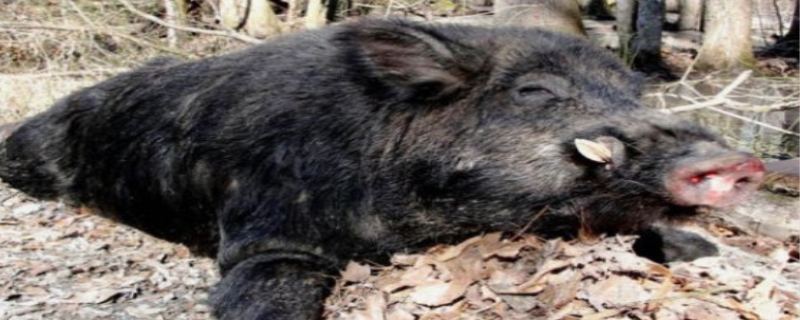 野猪是几级保护动物,野猪肉可以吃吗