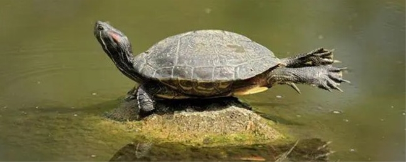 乌龟和王八的区别 乌龟生活在陆地还是水里