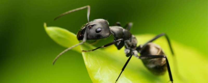 蚂蚁的寿命有多长  蚂蚁为什么会在下雨前搬迁