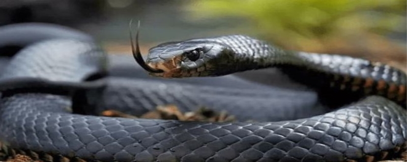 蛇为什么有两个繁殖器官，蛇为什么要冬眠
