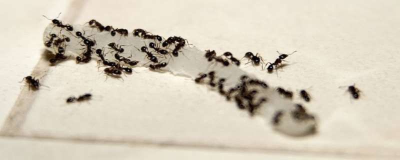 灭蚂蚁最有效的方法是什么，灭蚂蚁最有效安全的方法