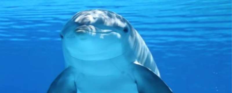 海豚智商有多高，海豚和人类比谁聪明