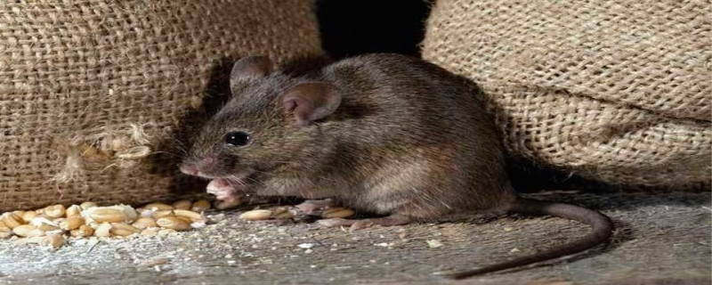 老鼠寿命多少年 老鼠怕什么