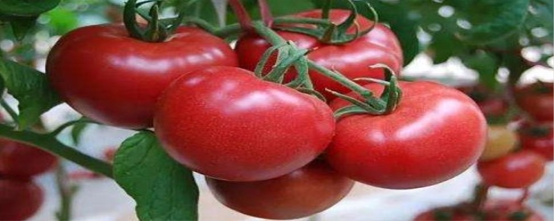 不吃西红柿的危害 西红柿的功效