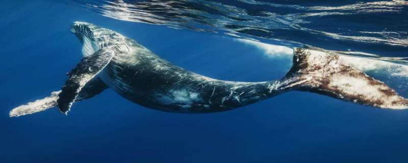 鲸鱼是什么动物，鲸鱼的寿命