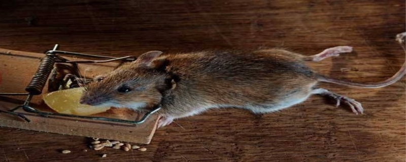老鼠寿命几年 老鼠有毒吗
