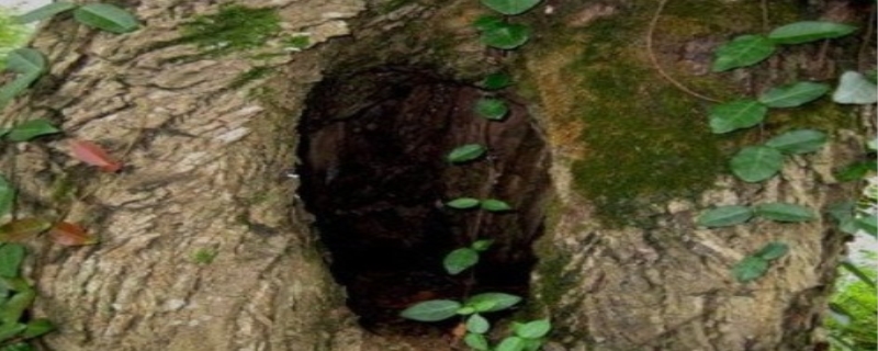 树洞是什么,树洞的故事意义是什么