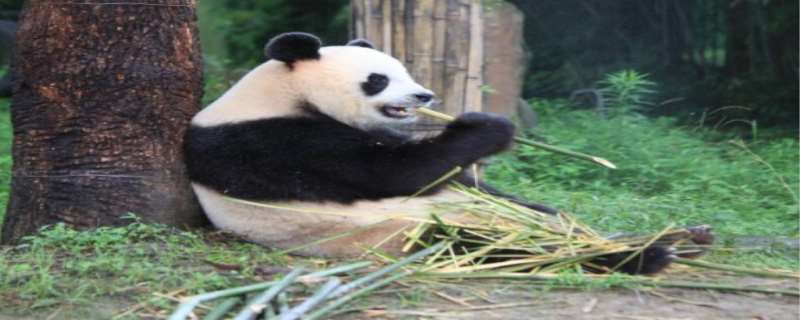大熊猫为什么被称为国宝，大熊猫为什么喜欢吃竹子