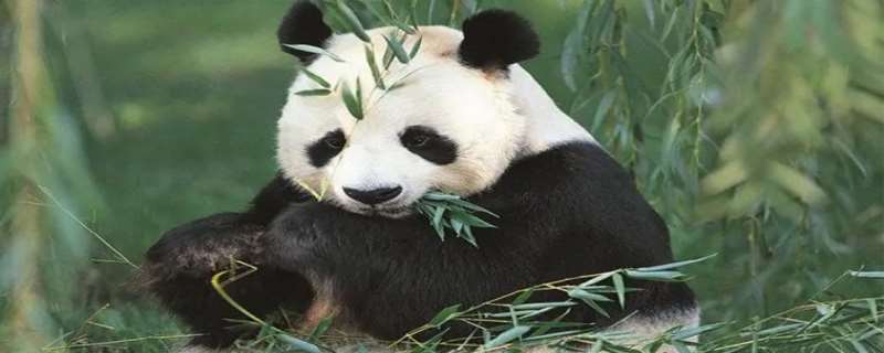 大熊猫为什么被称为国宝，大熊猫为什么喜欢吃竹子