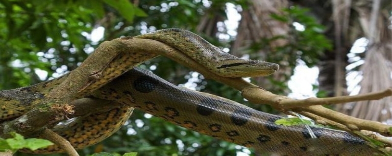 蟒蛇的寿命有多长,蟒蛇的缠绕力有多大