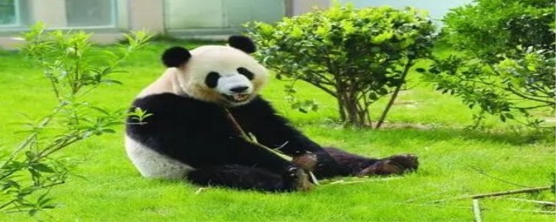 熊猫为什么喜欢吃竹子 熊猫生存环境
