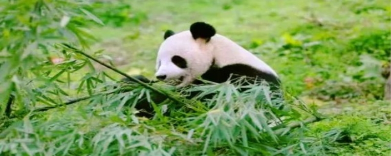 熊猫为什么喜欢吃竹子 熊猫生存环境