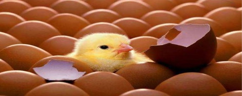 鸡蛋怎么孵化成小鸡 鸡蛋怎样吃最有营养