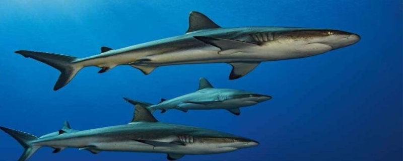 鲨鱼为什么怕海豚 鲨鱼为什么要一直游来游去