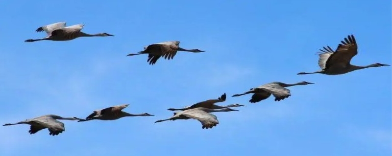 鸟类迁徙的主要原因 鸟类迁徙的队形