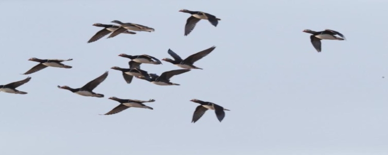 鸟类迁徙的主要原因 鸟类迁徙的队形