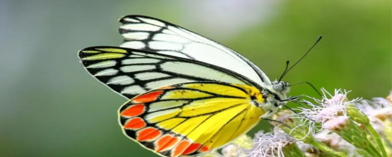 蝴蝶寿命一般多久 蝴蝶的特点