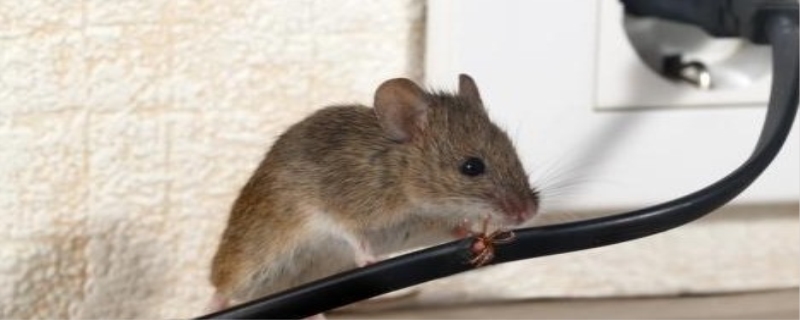 老鼠进家里是什么预兆 老鼠进家里怎么赶出去