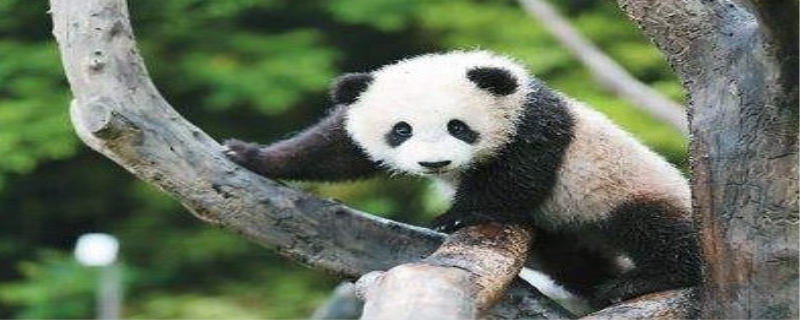 熊猫喜欢吃什么 熊猫为什么是国宝