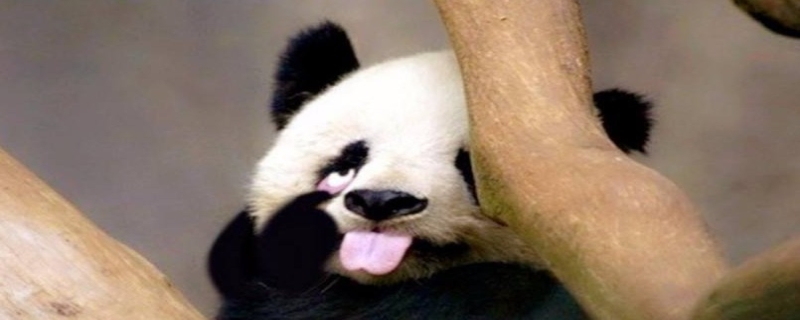 熊猫喜欢吃什么 熊猫为什么是国宝