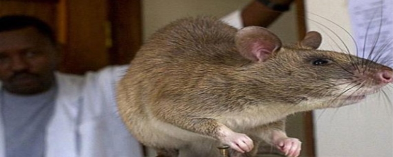 家里好多老鼠怎么办才能彻底清除，老鼠是怎么出现在家里的